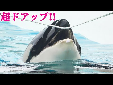 Thumbnail for ロープの取り合いで小競り合い勃発?シャチに思いっきり寄ってみた!! KamogawaSeaWorld
