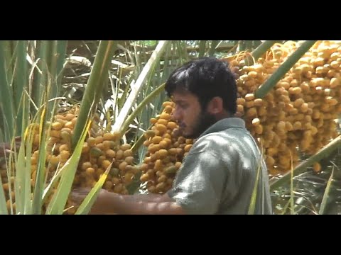 Hurma hakkında bilinmeyenler.. Erkek ve dişi hurma, hurmanın çiftleşmesi ve daha fazlası (2010)
