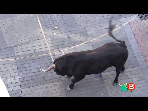 Thumbnail for TORITO DEL ALBA DEL SÁBADO "BELADOR" (Recorrido Completo)