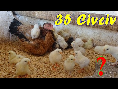 Thumbnail for Makina Civcivleri Gurk Tavuğa Nasıl Kabul Ettirilir?