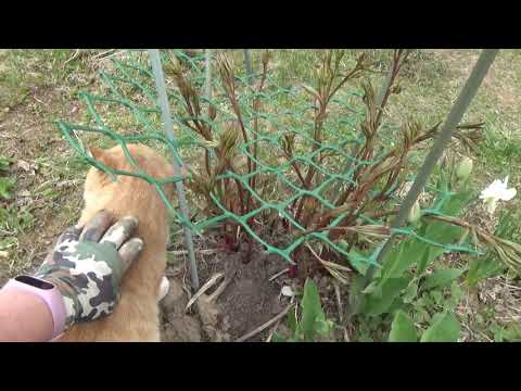 Thumbnail for Влог. Дача.Гортензии уход.Сетки на пионах.Кизильник.ТомМаня и т.д.