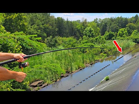 There were 100&apos;s of Stocker Catfish trapped in this Spillway