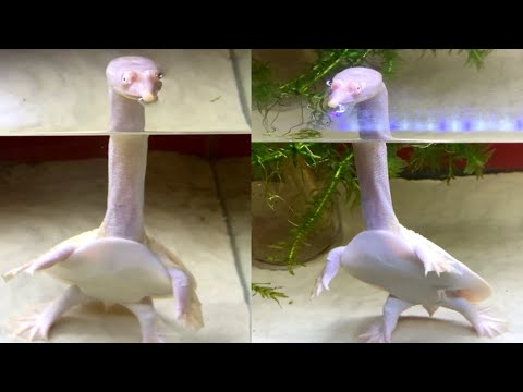 A Turtle That Looks Like This