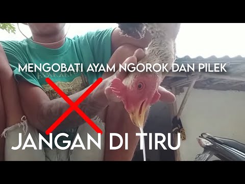 Mengobati ayam pilek dan ngorok(@Strategirawatan