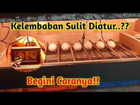 Thumbnail for Cara Menaikan dan Menurunkan Kelembaban Mesin Tetas dengan Mudah dan Tepat