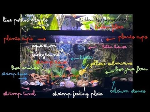 Thumbnail for 6-month review of my amazon 10 gallon fresh water tank set-up *BEST FINDS* on Amazon RIGHT NOW!