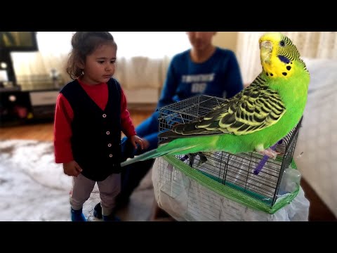 Thumbnail for Abisi Nisaya Kocaman Sürpriz Yaptı Muhabbet Kuşu Almış