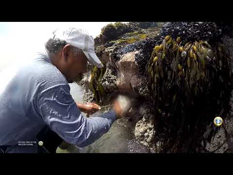 Hombre vs pulpo La increíble batalla de 2 brazos vs 8 tentáculos (Octopus)