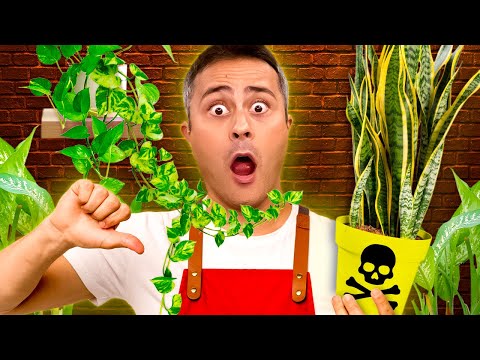 Plantas VENENOSAS que podem estar na sua casa