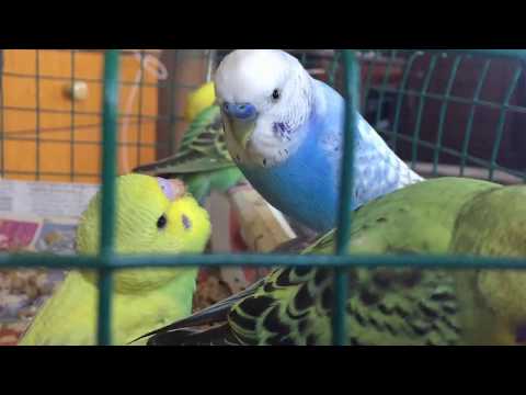 Thumbnail for Babasına Yemek İçin Yalvaran Muhabbet Kuşu