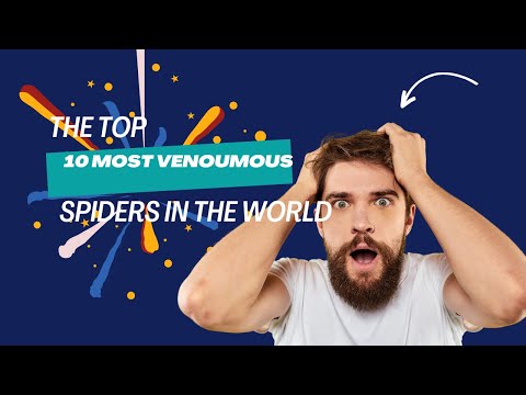 Top 10 Most Venomous Spiders In The World 2024