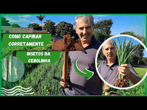 3 DICAS PARA TER UMA CEBOLINHA DE QUALIDADE  ANO TODO! A TERCEIRA VAI TE SURPREENDER!