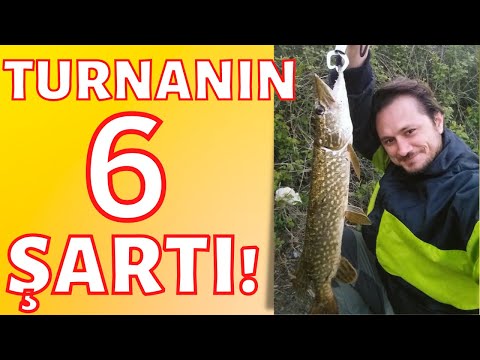 Thumbnail for Turna Avının 6 Şartı ! Turna Avı Taktikleri