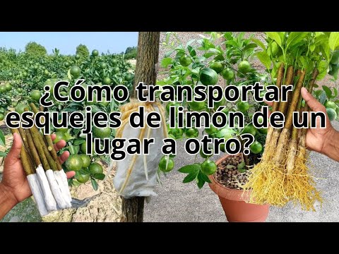 Thumbnail for ¿Como Transportar esquejes? y tener excelente propagación de arbol enanos de limón con muchos frutos