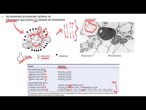 Thumbnail for Fisiologia da germinação de sementes - substâncias de reserva das sementes / 2ª Parte
