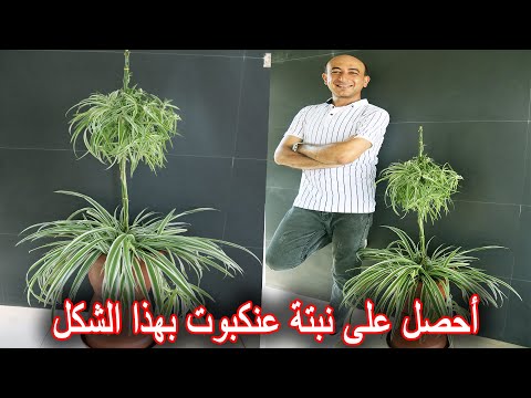 فكرة عنكبوتية لزراعة نبتة العنكبوت