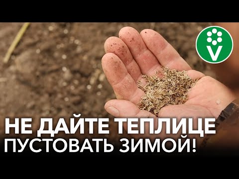 ПОДЗИМНИЙ ПОСЕВ В ТЕПЛИЦЕ. Как получить самый ранний урожай овощей и зелени без хлопот?