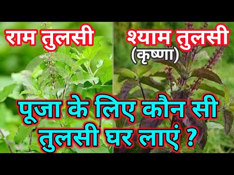 राम तुलसी और कृष्णा तुलसी में क्या अंतर है ॥ पूजा के लिए कौन सी तुलसी घर लाएँ ॥ #tulsiplant
