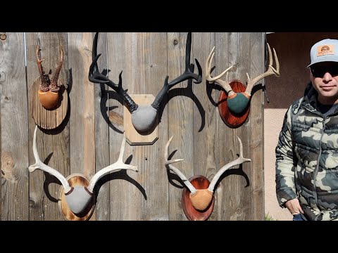 Thumbnail for THE FAST EASY AND CHEAP WAY TO MOUNT ANTLERS