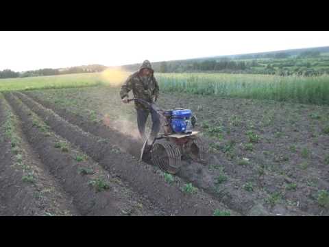 Окучивание картофеля мотоблоком 2016.