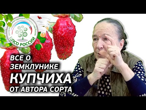 Thumbnail for ЗЕМКЛУНИКА КУПЧИХА. История создания сорта. Достоинства и недостатки земклуники Купчиха.