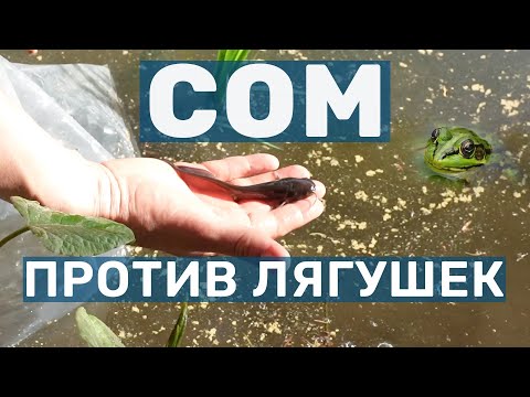 Запускаем Сома в пруд против лягушек и не только. Хищная рыба в своём пруду