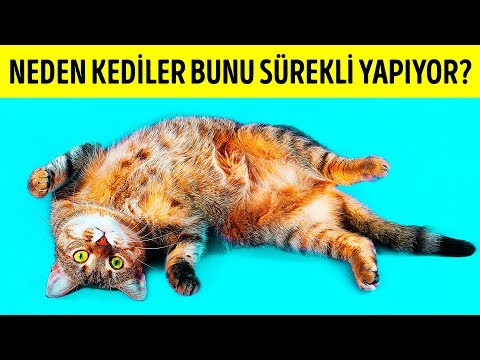 Kediler Neden Sizi Gördükleri Zaman Sırt Üstü Yatarlar?