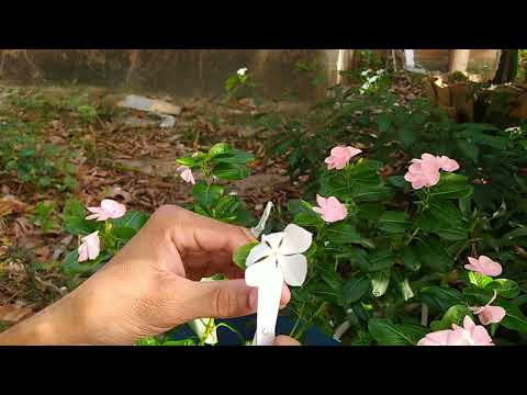 Como fazer sua vinca colocar flores, com várias cores diferentes