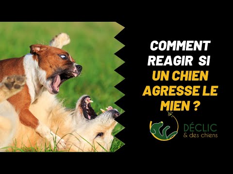 Thumbnail for Comment réagir quand un chien agresse mon chien ?