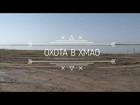 Добыли трех медведей с собаками. Охота с ЗСЛ в Хантах