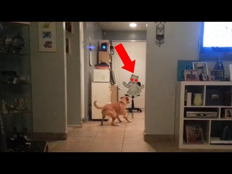 10 Perros & Gatos Que Avistaron Fantasmas