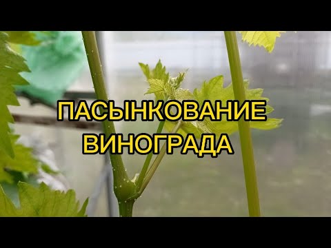 ПАСЫНКОВАНИЕ ВИНОГРАДА