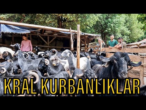 2024 KURBANLIK FİYATLARI /  BİRBİRİNDEN KALİTELİ HAYVANLAR  VAR !!!