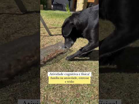 Seu cão destrói a casa? Comece a fazer isso com ele