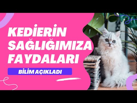 Thumbnail for Kedilerin İnsan Sağlığına Muhteşem Faydaları Var