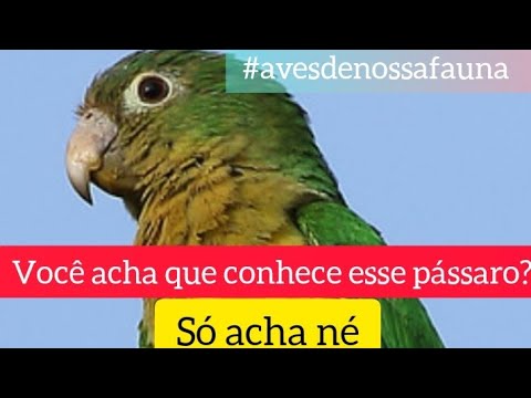 Thumbnail for sabia que você não conhece esse pássaro como pensa?