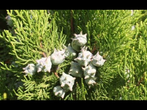 Thumbnail for Mazı Bitkisinin Yaprakları ve Kozalağı Nasıl Kullanılır Faydaları