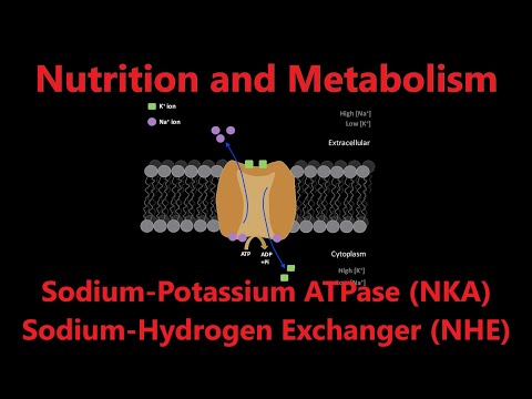 Thumbnail for Na-K-ATPase & Na-H-Exchanger | Mineral Absorption