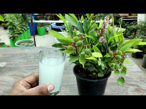 इलायची के पौधे बीज से उगाने के बाद ये फर्टिलाइजर इस्तेमाल करो आयेंगी ढेर सारी इलाइची