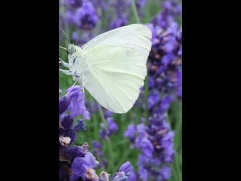 Thumbnail for Butterfly  My Butterfly ???? ???? ???? - Daniel Gerard