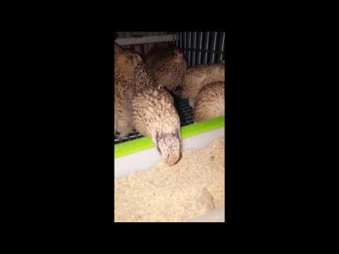 Thumbnail for Bıldırcın Hakkında Bilgiler :)