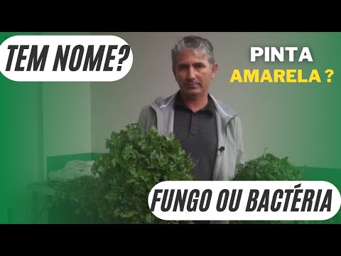 Thumbnail for PINTAS NO COENTRO E NA SALSA, DESCUBRA O QUE PODE SER!