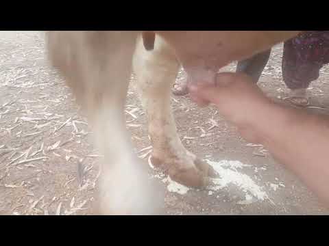 İneklerde mastitis hastalığı 31 Mayıs 2019