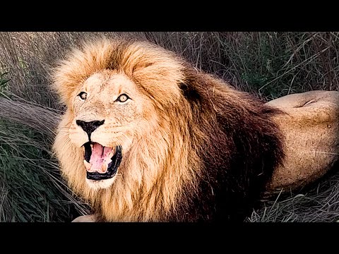 Thumbnail for LION Love Walk Goes WRONG | The Lion Whisperer