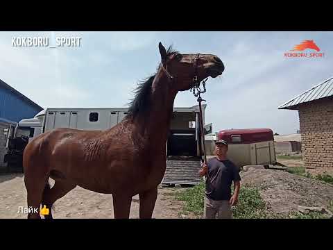 Thumbnail for Европадан жаңы Аргымактар келди ????????????