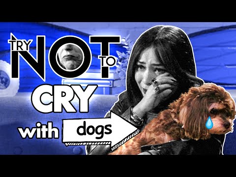 Thumbnail for Try Not To Cry Challenge | SAD Dog Videos