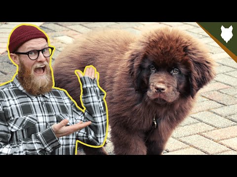 Thumbnail for What To Do With A NEW NEWFOUNDLAND PUPPY?!