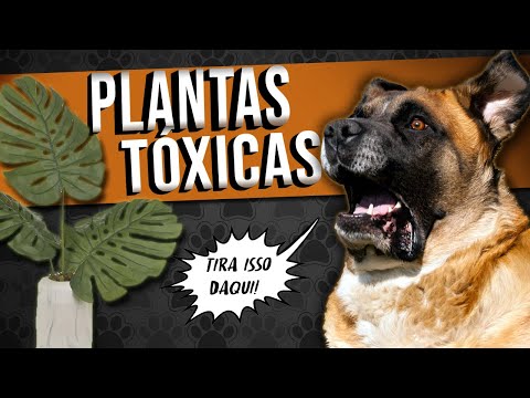 Plantas TÓXICAS para os CACHORROS - Sintomas, cuidados e substituição saudável