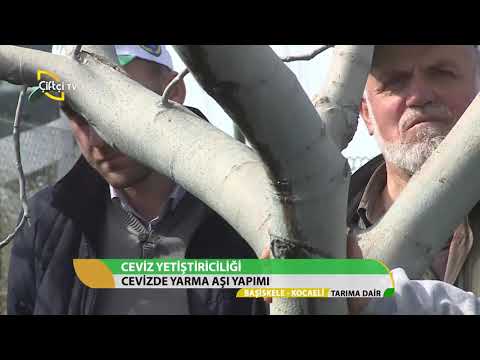 TARIMA DAİR/CEVİZ DE YARMA AŞI NASIL YAPILIR?