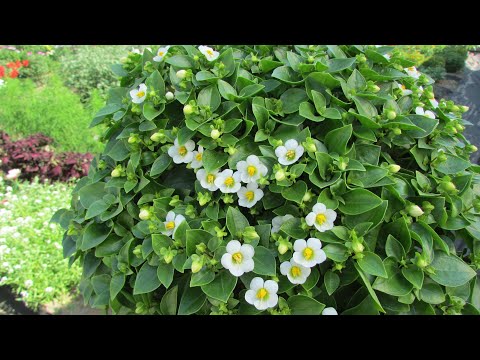 Thumbnail for Очарование, красота и восторг - экзакум, от посева до цветения